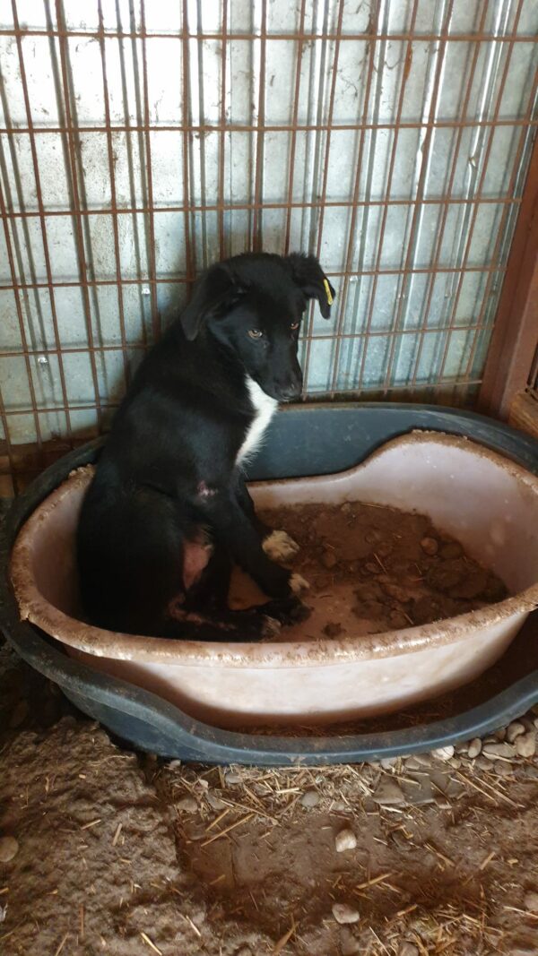 OTIS (♂) – Bild 4