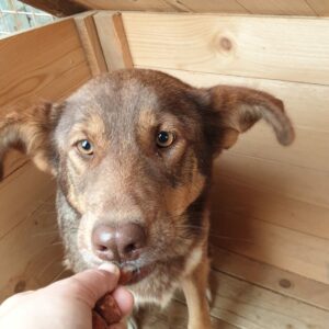 MIRELLA - reserviert Hundescheune Fläming vermittelt