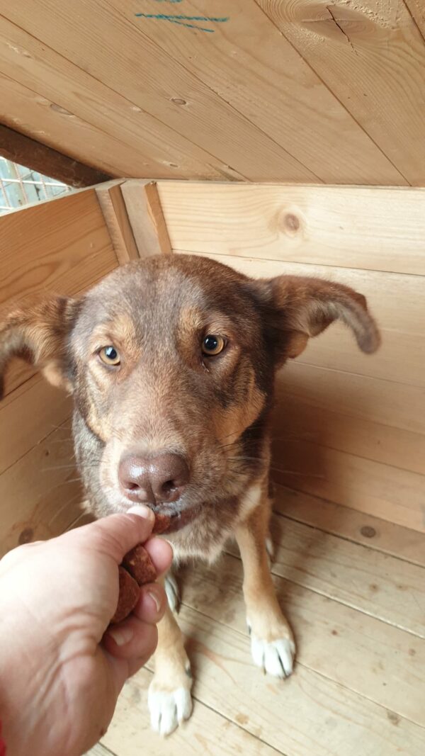 MIRELLA - reserviert Hundescheune Fläming vermittelt