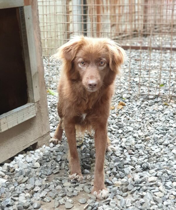 GOLDIE - reserviert Tierhilfe Lebenswert DR (03-01) - vermittelt