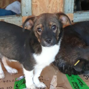 PAULY - reserviert Tierhilfe Lebenswert - vermittelt