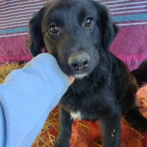 MICKEY - reserviert Betty - vermittelt