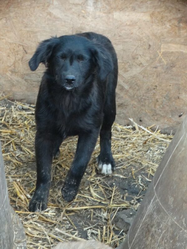 LAYLA - reserviert TH Iserlohn - vermittelt – Bild 5
