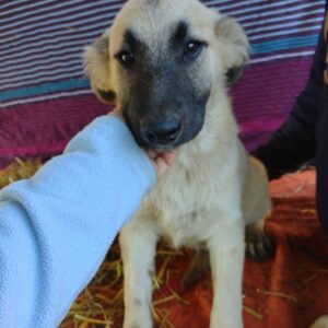 WINSTON - reserviert NH vermittelt