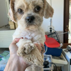 POPEYE - auf Pflegestelle in PLZ 1 *vermittelt*