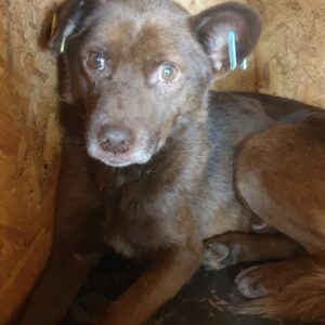 MARCELLINO - Notfall - reserviert (Betty) - vermittelt