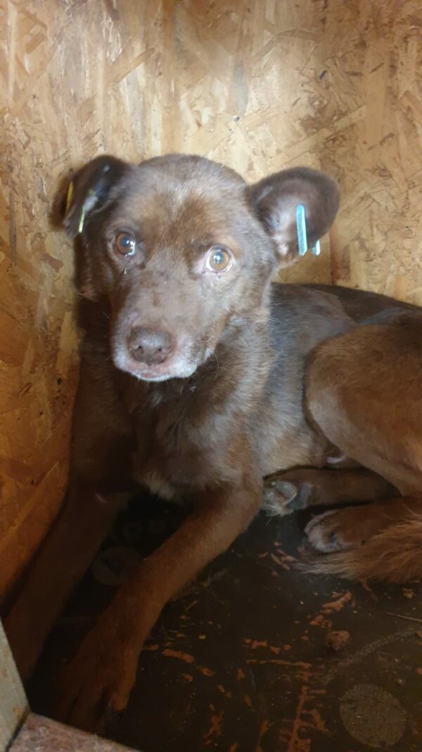 MARCELLINO - Notfall - reserviert (Betty) - vermittelt