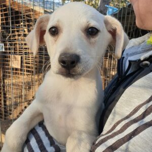 GIANNI - reserviert Second Chance Dogs - vermittelt