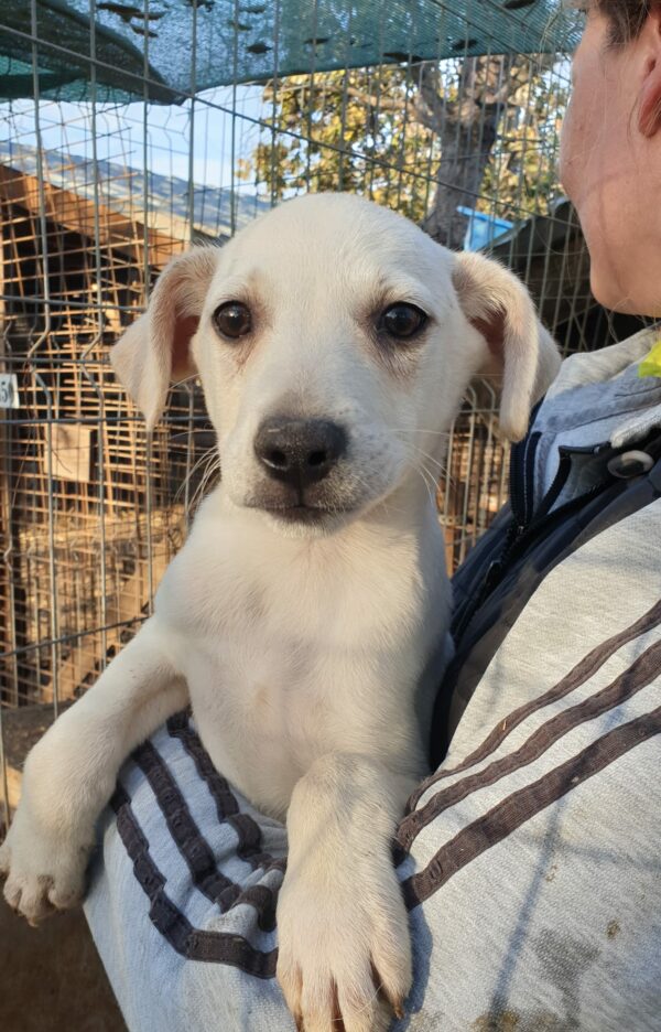 GIANNI - reserviert Second Chance Dogs - vermittelt