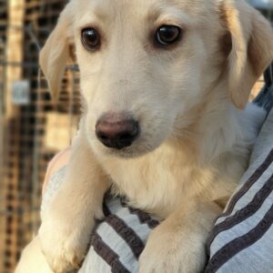 POLLY- reserviert JW - vermittelt