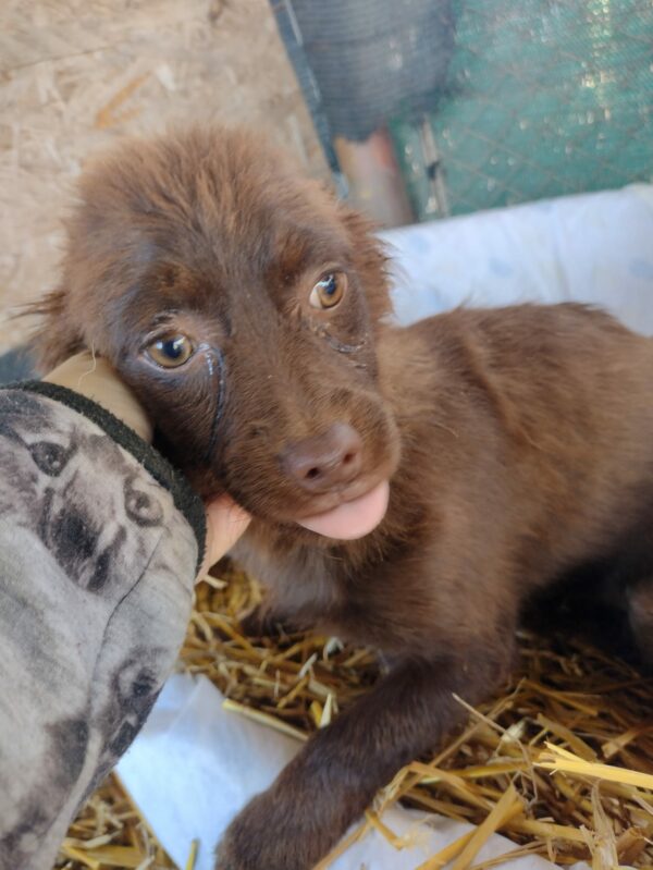 SWEETIE - reserviert TINO - vermittelt – Bild 2