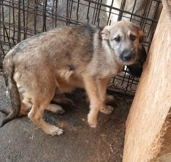 CAMENA - reserviert Tierhilfe Lebenswert DR (23.12.) - vermittelt – Bild 2