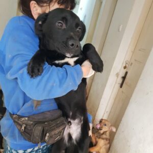 OGGY - reserviert JW vermittelt