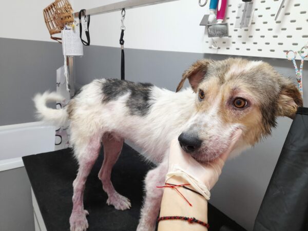 MILOR - reserviert Second Chance Dogs vermittelt