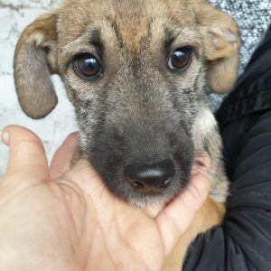 CAMENA - reserviert Tierhilfe Lebenswert DR (23.12.) - vermittelt