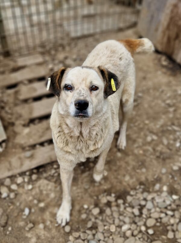 FIORA (♀) - seit 2021 im Shelter – Bild 5