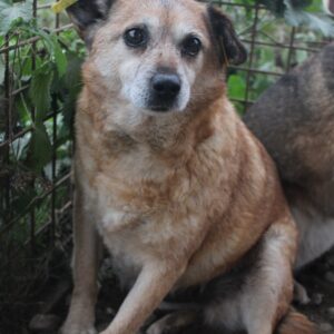 KESSY - reserviert Tierheim Filderstadt - vermittelt