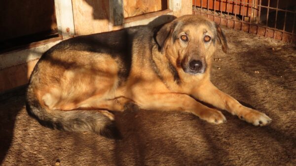 NELLI (♀) – Bild 10