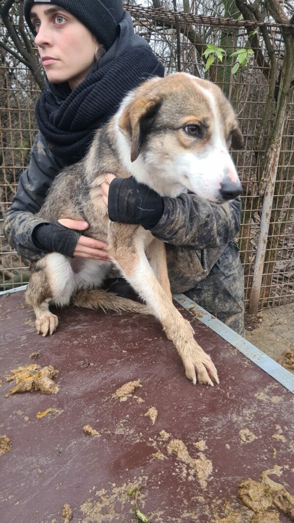TAYLA (♀) - seit 2021 im Shelter - ausgereist zur Tierhilfe Lebenswert DR 16.05.2025 – Bild 6