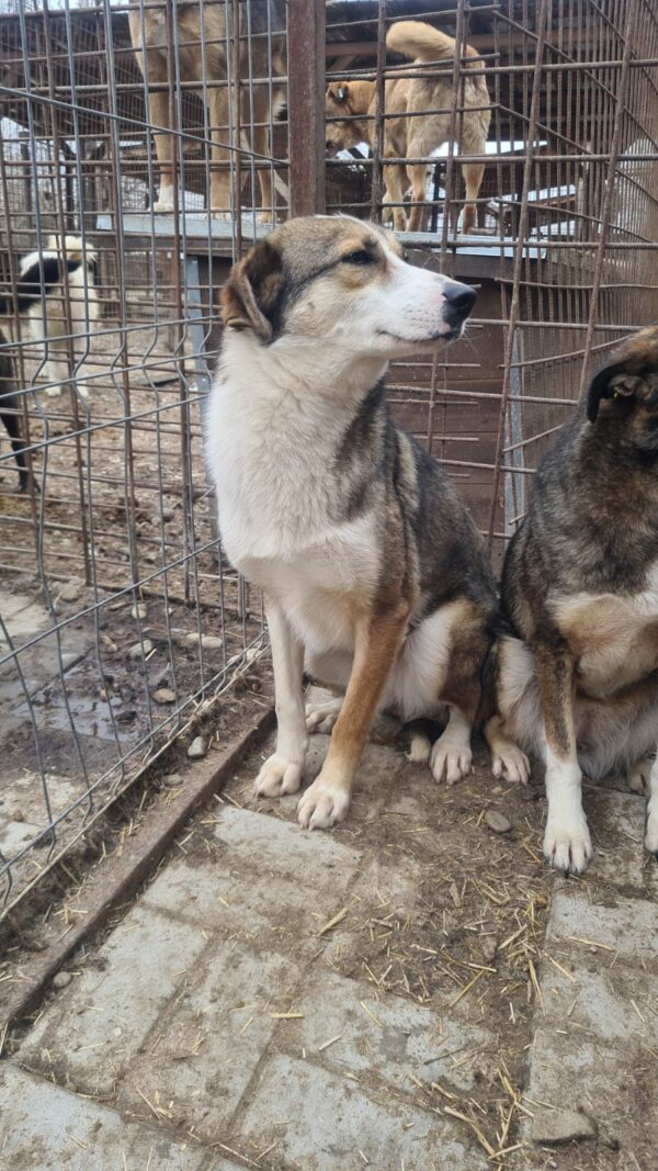 TAYLA (♀) - seit 2021 im Shelter - ausgereist zur Tierhilfe Lebenswert DR 16.05.2025 – Bild 4