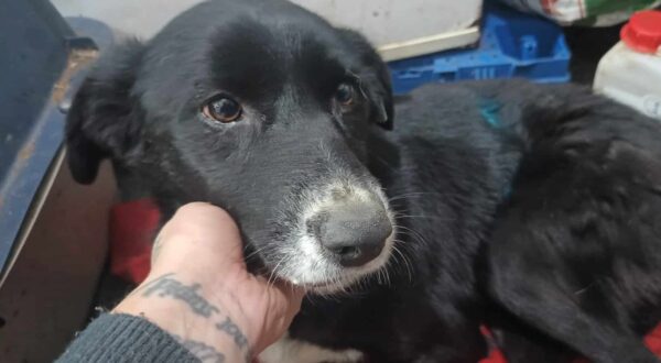 ROSALI (♀) - sehr dünn und schwach + Bissverletzung (01/2024) -reserviert Tierhilfe Lebenswert DR - vermittelt