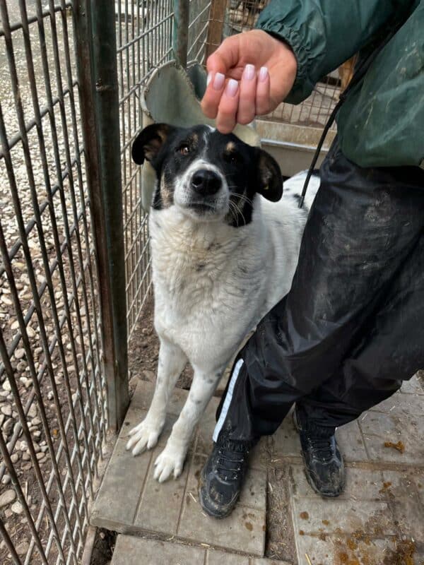 LYSANDER (♂) - seit Anfang 2021 im Shelter – Bild 4