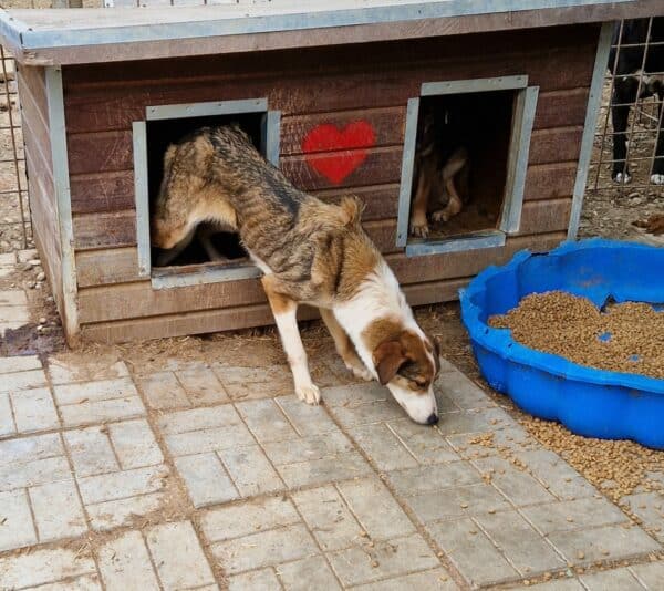 TAYLA (♀) - seit 2021 im Shelter - ausgereist zur Tierhilfe Lebenswert DR 16.05.2025 – Bild 3