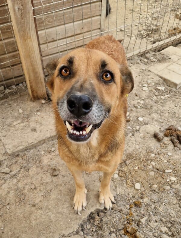 BALTO (♀) - seit 2021 im Shelter - ausgereist zur Tierhilfe Lebenswert DR 25.04.25
