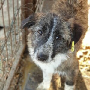 BABE - reserviert Betty - vermittelt