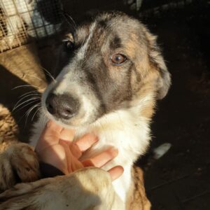 WINSLOW - auf Pflegestelle in PLZ 1 vermittelt
