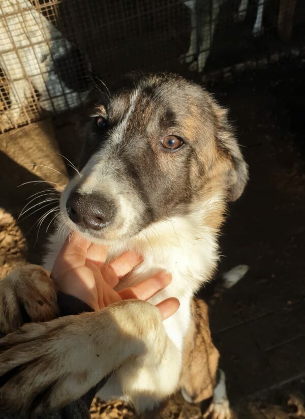 WINSLOW - auf Pflegestelle in PLZ 1 vermittelt