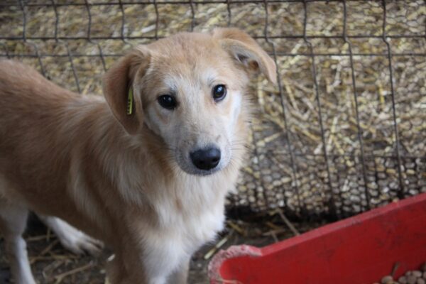 PEANUT - reserviert Manuela vermittelt – Bild 4
