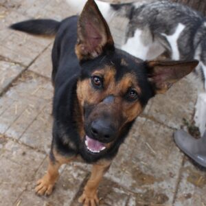 KIMBO (= MAXY)