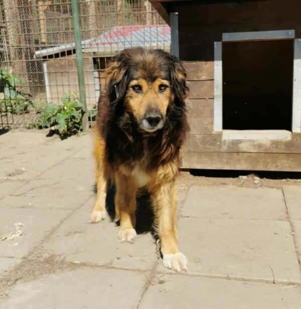 SANCHO (♂) – Bild 2