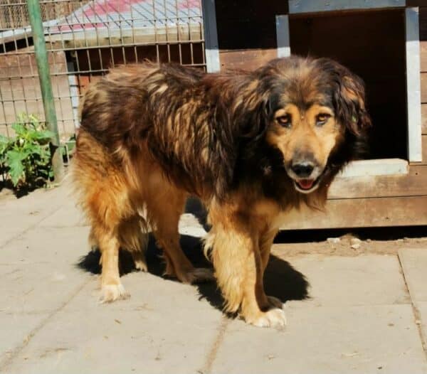 SANCHO (♂) – Bild 3