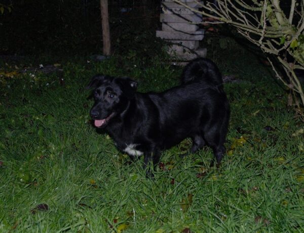 Balu in 54516 Wittlich *vermittelt* – Bild 8