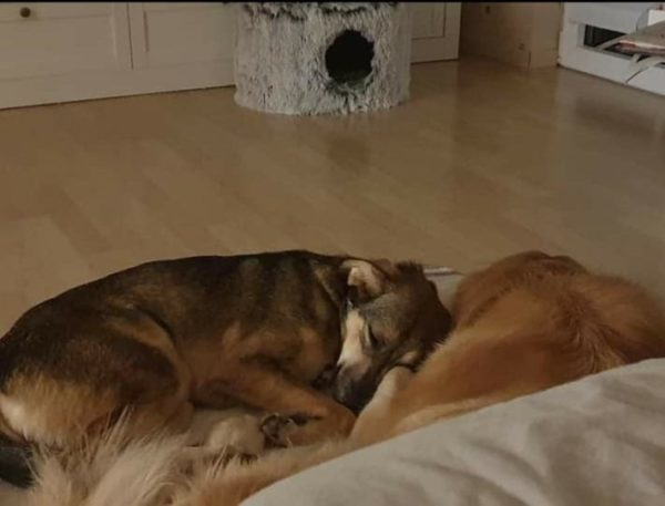 Anniki in 51580 Reichshof – Bild 3