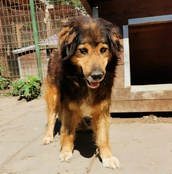 SANCHO (♂) – Bild 5