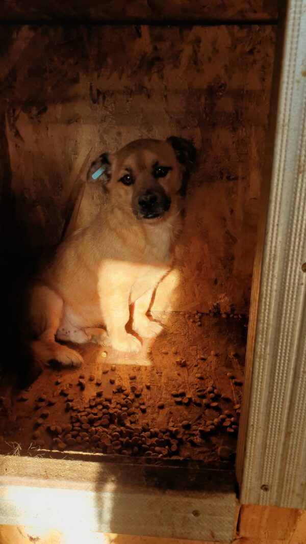 BOBO - reserviert TINO (23.02.) - vermittelt – Bild 2