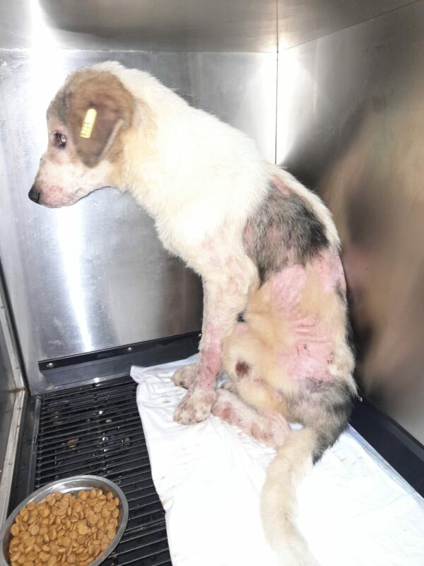 MILOR - reserviert Second Chance Dogs vermittelt – Bild 4