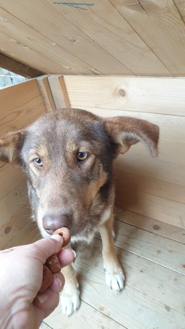 MIRELLA - reserviert Hundescheune Fläming vermittelt – Bild 2