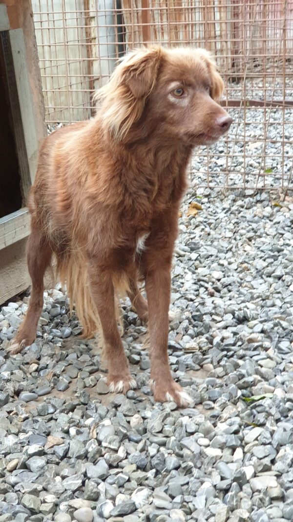 GOLDIE - reserviert Tierhilfe Lebenswert DR (03-01) - vermittelt – Bild 2