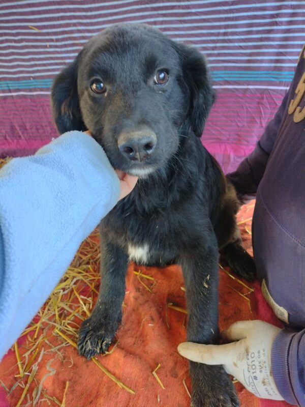 MICKEY - reserviert Betty - vermittelt – Bild 2