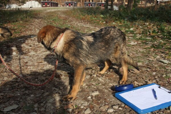LERRY - auf Pflegestelle in PLZ 1 vermittelt – Bild 5