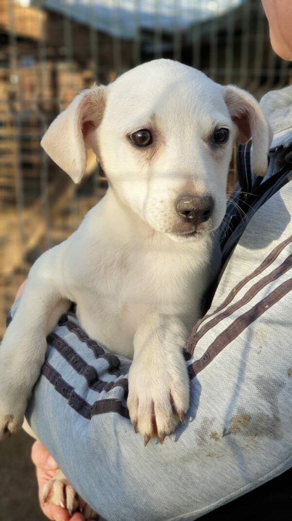 GIANNI - reserviert Second Chance Dogs - vermittelt – Bild 2