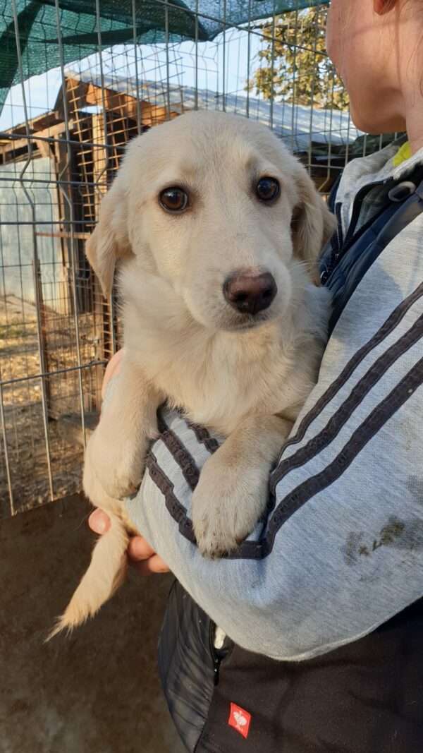 POLLY- reserviert JW - vermittelt – Bild 2
