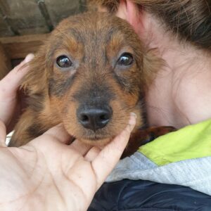 POPPY - reserviert Second Chance Dogs - vermittelt