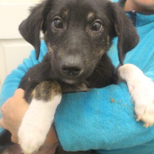 MADONIUS - deformierte Hinterläufe, braucht dringend Physiotherapie - reserviert Tierhilfe Lebenswert DR - vermittelt