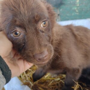 SWEETIE - reserviert TINO - vermittelt