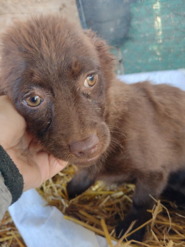 SWEETIE - reserviert TINO - vermittelt